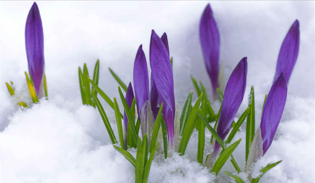 Lyme Wellness Series